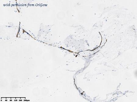 OriGene TA592136S image 1