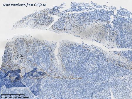 OriGene TA592167 image 1