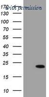 OriGene TA800015BM image 1