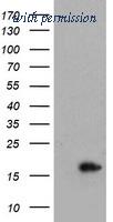 OriGene TA800027BM image 1