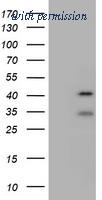 OriGene TA800028S image 1