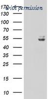 OriGene TA800033AM image 1