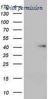 OriGene TA800037S image 1