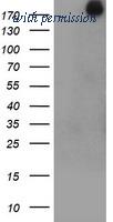 OriGene TA800056AM image 1