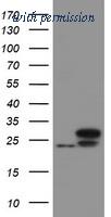 OriGene TA800057AM image 1
