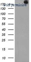 OriGene TA800061AM image 1