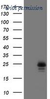 OriGene TA800082S image 1