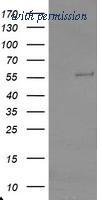 OriGene TA800086BM image 1