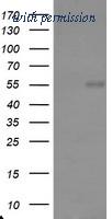 OriGene TA800087BM image 1