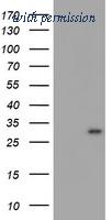 OriGene TA800121BM image 1