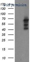 OriGene TA800123BM image 1