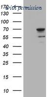 OriGene TA800127BM image 1
