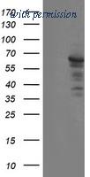 OriGene TA800128S image 1