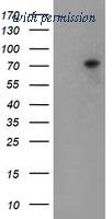 OriGene TA800156BM image 1