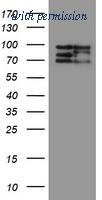 OriGene TA800157BM image 1