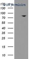 OriGene TA800159AM image 1