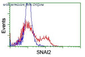 OriGene TA800167S image 1