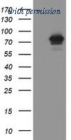 OriGene TA800168AM image 1