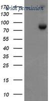 OriGene TA800171BM image 1