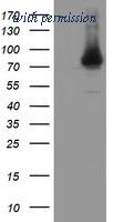 OriGene TA800188BM image 1