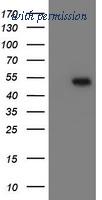 OriGene TA800189AM image 1