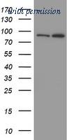 OriGene TA800195AM image 1