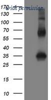 OriGene TA800196BM image 1
