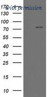 OriGene TA800197AM image 1