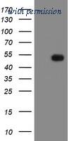 OriGene TA800198BM image 1