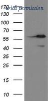 OriGene TA800289AM image 1