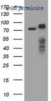 OriGene TA800357S image 1