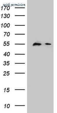 OriGene TA800361S image 1