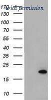 OriGene TA800363S image 1