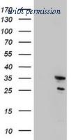 OriGene TA800376AM image 1