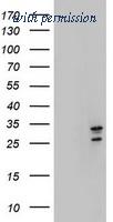 OriGene TA800378AM image 1