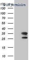 OriGene TA800382S image 1