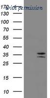 OriGene TA800385S image 1