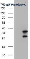 OriGene TA800387BM image 1
