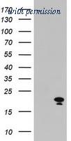 OriGene TA800388BM image 1