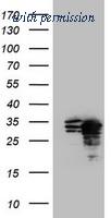 OriGene TA800389AM image 1