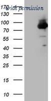 OriGene TA800393S image 1