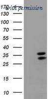 OriGene TA800394BM image 1