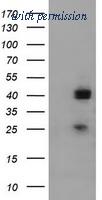 OriGene TA800399AM image 1