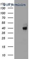 OriGene TA800401S image 1