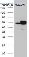 OriGene TA800406AM image 1