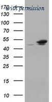 OriGene TA800407AM image 1