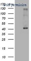OriGene TA800414S image 1