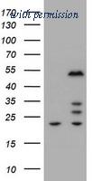 OriGene TA800425AM image 1