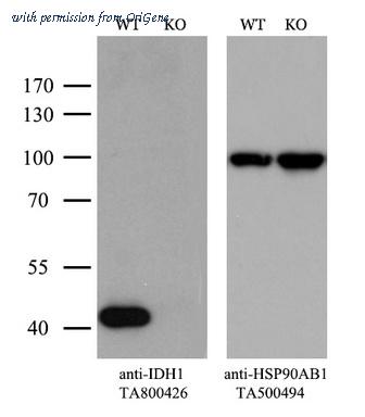 OriGene TA800426 image 1