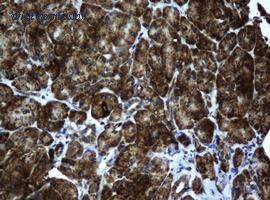 OriGene TA800429S image 1